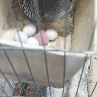 مرغ عشق با تخم وجوجه