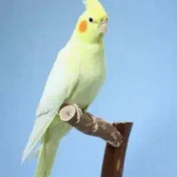 عروس هلندی|پرنده|دره شهر, |دیوار