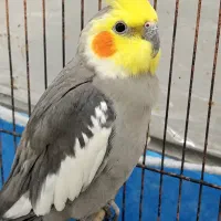فروش جفت عروس هلندی نر و ماده سالم و آوازخوان
