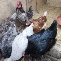 تخم نطفه دار