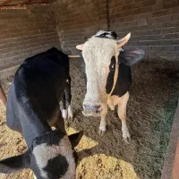 گوساله نر|حیوانات مزرعه|دهگلان, |دیوار