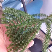 کاج مطبق مناسب شرکت و اپارتمان|گل و گیاه طبیعی|تهران, پاسداران|دیوار