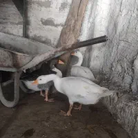فروش قاز