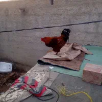 خروس برهما پاپر