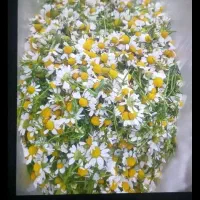 گل بابونه تر