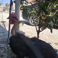 خروس محلی اصل پا سیاه|حیوانات مزرعه|شیراز, میانرود|دیوار