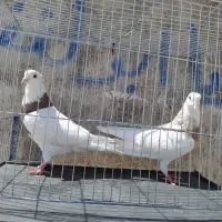 جفت طوقی عروسک کاکلی**