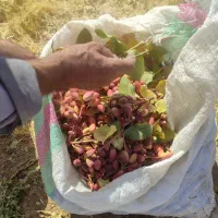 فروش باغ پسته