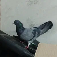 کبوتر پرشی|پرنده|خمینیشهر, |دیوار