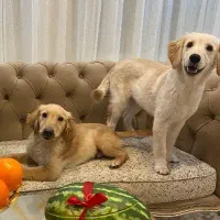 گلدن رتریور نر