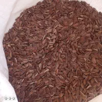 تخمه شیرازی