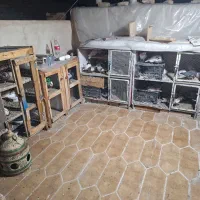 کفتر ی جایی با جفت کن