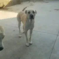 واگذاری سگ دوعدد نگهبان در البرزماهدشت