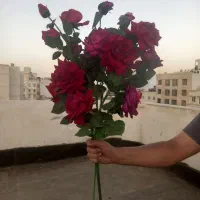 گل رز