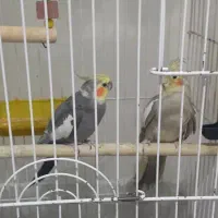 عروس هلندی نر و ماده