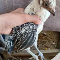 جوجه مرغ