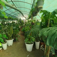 گل طبیعی|گل و گیاه طبیعی|آزادشهر, |دیوار