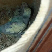 جوجه کوتوله برزیلی سرلاکی|پرنده|نی‌ریز, |دیوار