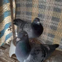 کبوتر مسافتی
