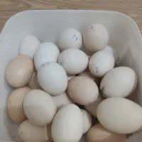 فروش تخم مرغ محلی نطفه دار و جوجه
