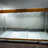 آکواریوم طول 100|ماهی|خمینیشهر, |دیوار