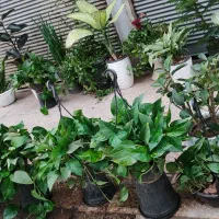 انواع گل و گیاه با قیمت مناسب