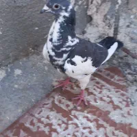 کبوتر|پرنده|شیراز, شاپورجان|دیوار