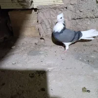 سبز پلنگ ماده کلای|پرنده|بم, |دیوار