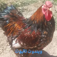 خروس ویاندوت تالبوت امریکایی|حیوانات مزرعه|تهران, شهر زیبا|دیوار
