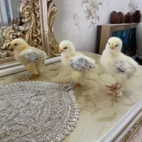 جوجه برهما ده روزه تزئینی