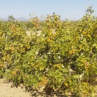 فروش زمین ۱ هکتار  فقط حبه ای 1500|فروش زمین و ملک کلنگی|مروست, |دیوار