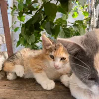 واگذاری گربه|گربه|لاهیجان, کوی خزر|دیوار