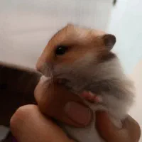 همستر صورت خرسی