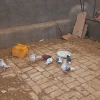 کبوتر|پرنده|جعفرآباد, |دیوار