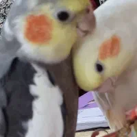 عروس هلندر نر و ماده کاملا دستی|پرنده|بندرعباس, |دیوار