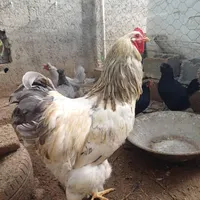مرغ و خروس برهما|حیوانات مزرعه|تهران, نازی‌آباد|دیوار