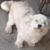 توله سگ پاکوتاه پشمالو|سگ|قائم‌شهر, |دیوار