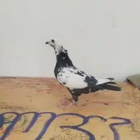 دسته کفتری 6تایی