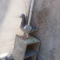 فرووش