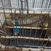 فروش عروس هلندی|پرنده|اشنویه, |دیوار