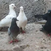 کبوتر سفید و سیاه|پرنده|خورموج, |دیوار