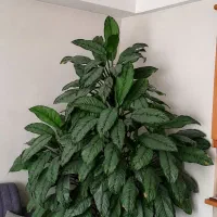 گیاه آگلونما