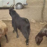 بزغاله چپش ۲سال