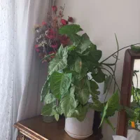 گل وگیاه|گل و گیاه طبیعی|ملایر, |دیوار