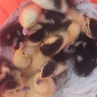 جوجه اردک  اسراییلی ۳ روزه