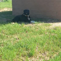 سگ قدر جون|سگ|لردگان, |دیوار