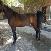 اسب مادیان دره شوری