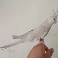 عروس هلندی نر تکی