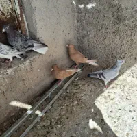 کفتر  شامی کاکل،دم سفیدوگلی سینه سفیدماده