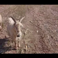 بز نر روزگاری|حیوانات مزرعه|خرم‌آباد, |دیوار